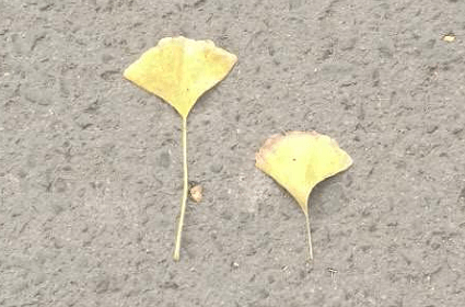 ���ݵĵĉ�(m��ng)���¼ŵ��r(n��ng)��
